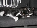 Spike & Zoey 25 oktober 2008 (1)